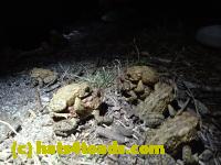 /home//u458753944/public_html/sourcegallery//Roxborough Toad Detour/2013-2019/2017/P4110710.JPG